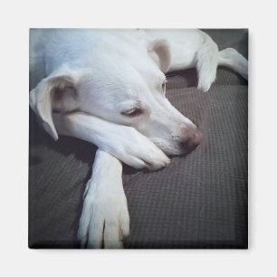 Imán Foto de perro blanco durmiendo con patas entrecort