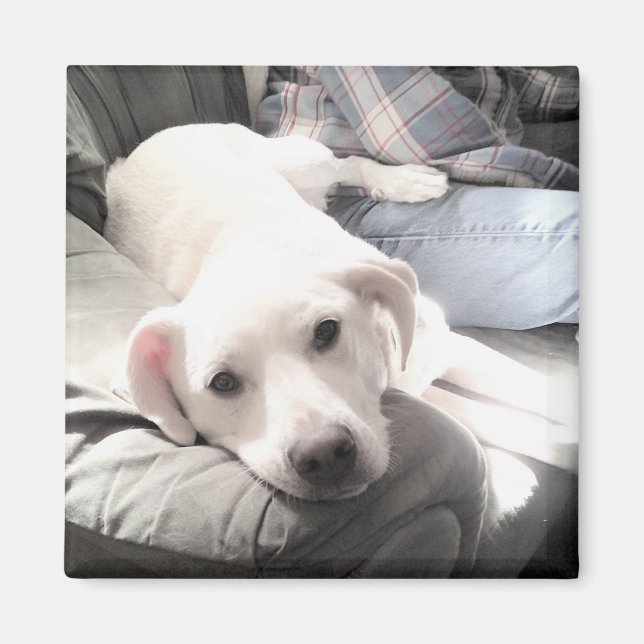 Imán Foto de perro blanco lindo colgando con papá (Frente)