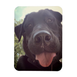 Imán Foto de perro de Selfie en Black Lab