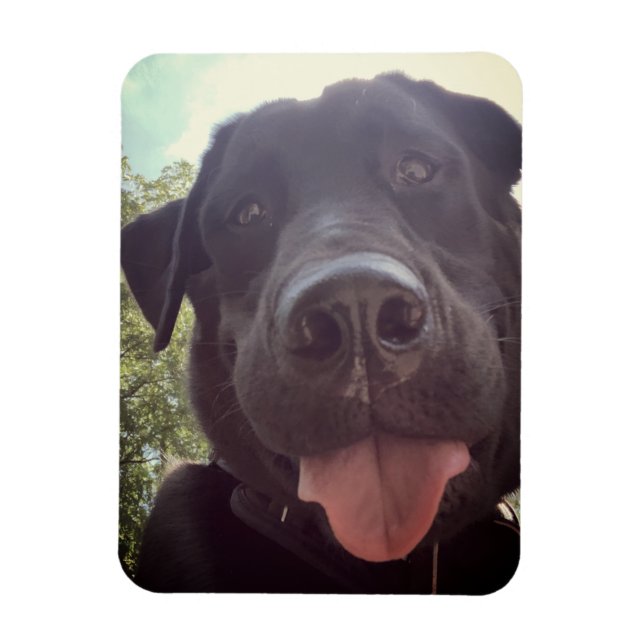 Imán Foto de perro de Selfie en Black Lab (Vertical)