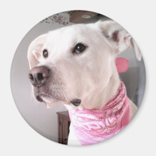Imán Foto de perro tímido de cachorro blanco con bufand