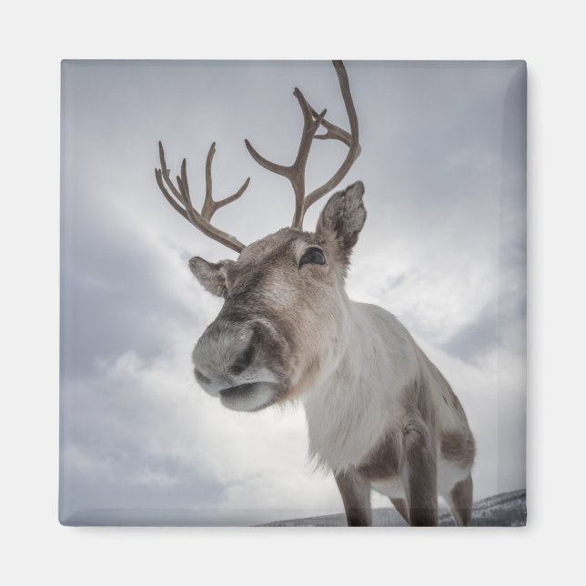 Imán Foto de reno (Frente)