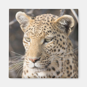 Imán Foto de retrato de leopardo
