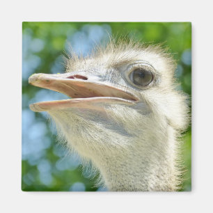 Imán Foto de retrato divertido de Ostrich