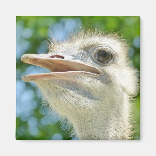 Imán Foto de retrato divertido de Ostrich (Frente)