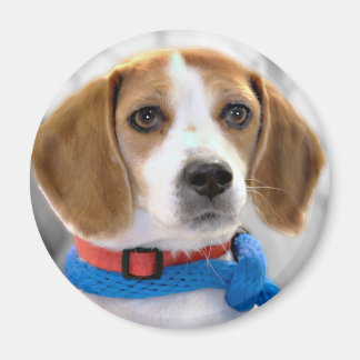 Imán Foto de Shelter Beagle