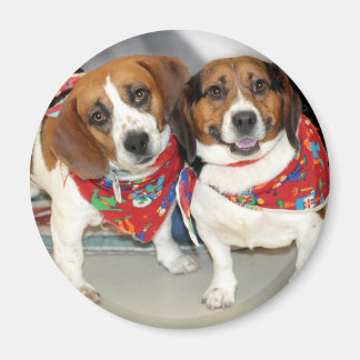 Imán Foto de Shelter Beagles