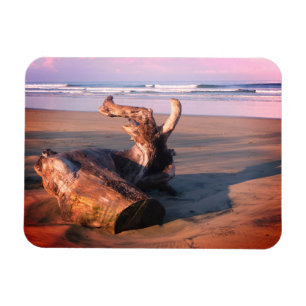 Imán Foto de tronco de madera flotante en la playa de C