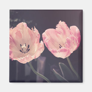 Imán Foto de Tulip Nature