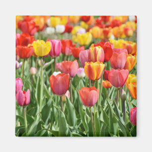 Imán Foto de Tulip Nature