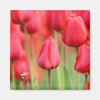 Imán Foto de Tulips Rojos
