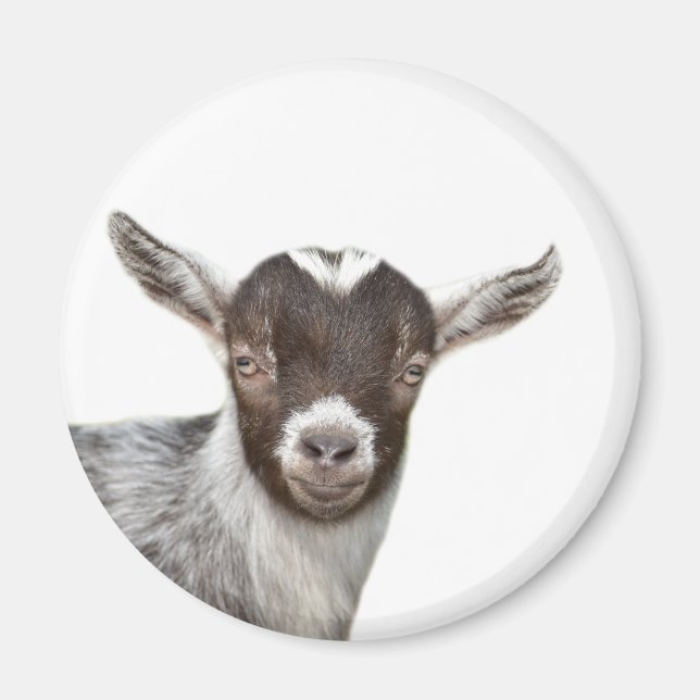 Imán Foto de un animal de granja de cabras (Frente)
