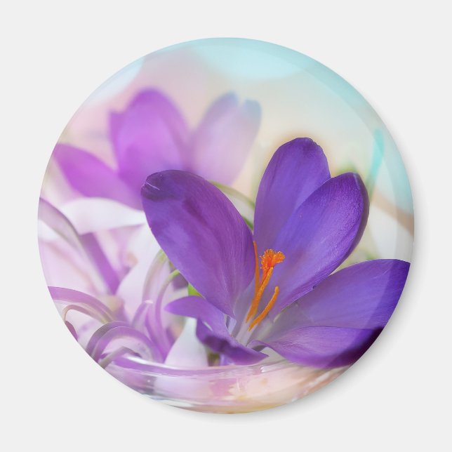 Imán Foto de un crocus de Primavera Púrpura de Bonito (Frente)