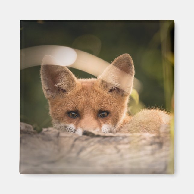 Imán Foto de un Pequeño Naranja Fox (Frente)