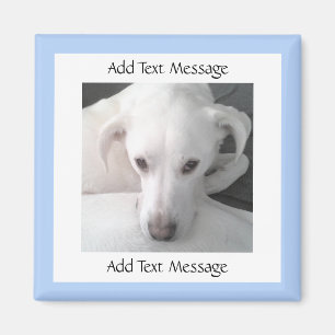 Imán Foto De Un Único Perro Mezclador De Labrador Blanc