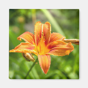 Imán Foto de una flor de Lily grande