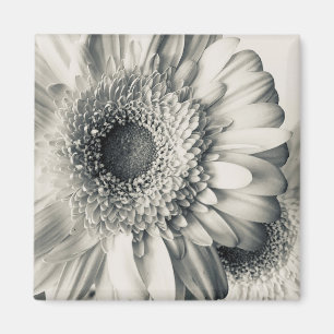 Imán Foto de una flor de margarita blanca negra