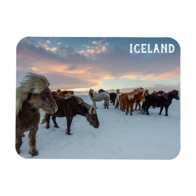 Imán Foto de viaje de caballos salvajes de Islandia (Horizontal)