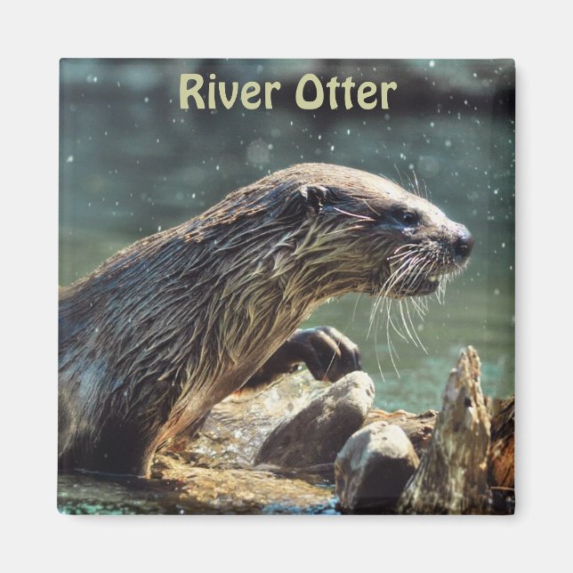 Imán Foto de vida silvestre de River Otter (Frente)