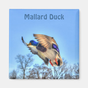 Imán Foto de vida silvestre Mallard Duck para amantes d