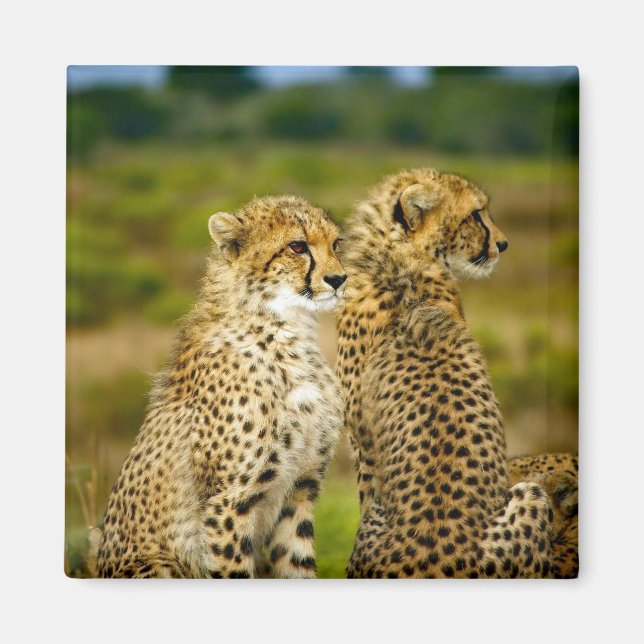 Imán Foto de Wildlife Cheetah (Frente)