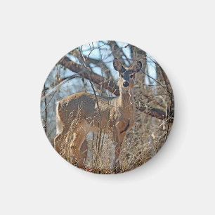 Imán Foto de Wildlife Deer Woods