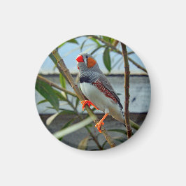 Imán Foto de Wildlife Zebra Finch