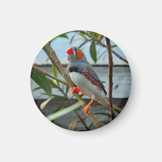Imán Foto de Wildlife Zebra Finch (Frente)