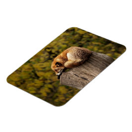 Imán Foto de zorro dormido