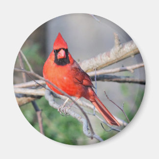 Imán Foto del cardenal norte