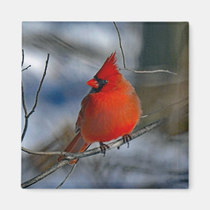 Imán Foto del Cardenal Red Winter