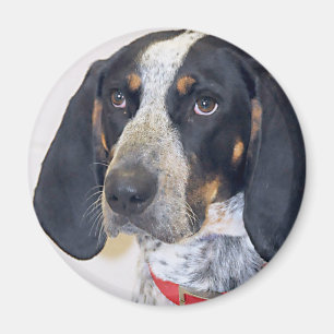 Imán Foto del Coonhound de Bluetick