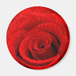 Imán Foto del fondo del rosa rojo