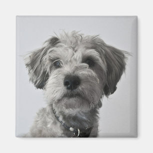 Imán Foto del retrato del perrito del Schnauzer