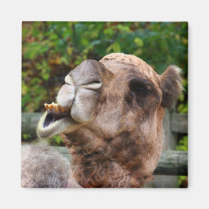 Imán Foto divertida del animal de la fauna del camello