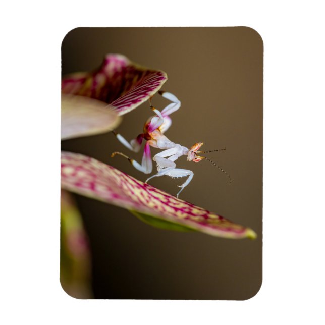 Imán Foto einer jungen Orchideenmantis  (Vertical)