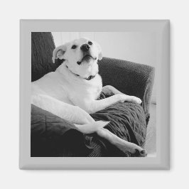 Imán Foto en blanco y negro de Talking Dog Gray