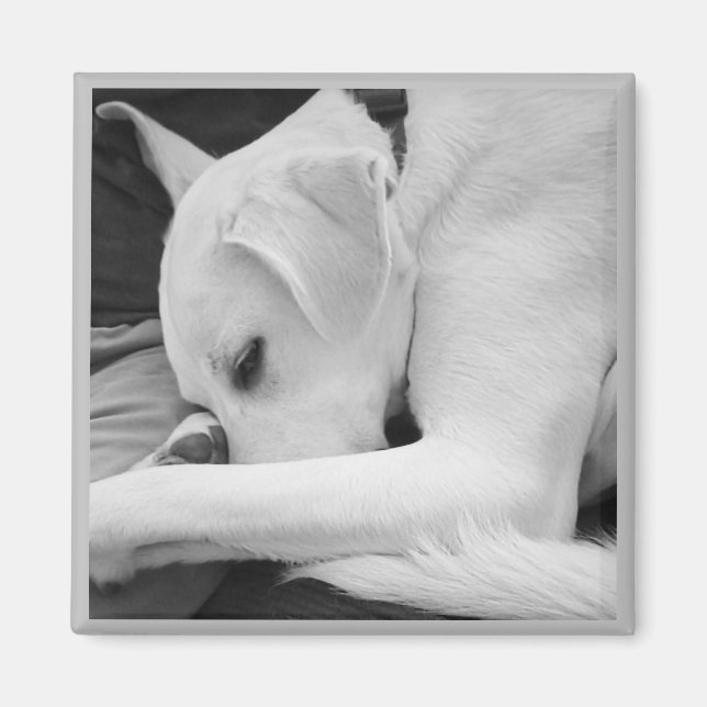 Imán Foto en blanco y negro de un perro lindo descansan (Frente)
