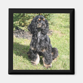 Imán Foto en color de Cocker Spaniel