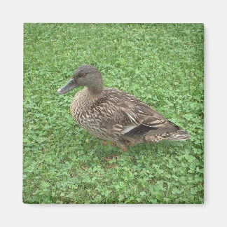 Imán Foto femenina del pato Mallard