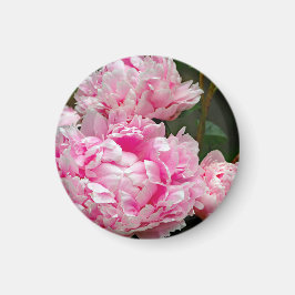 Imán Foto floral de Peonies Rosa bonito