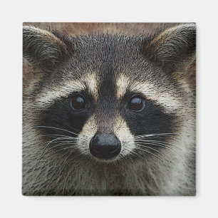 Imán Foto linda de la cara del mapache