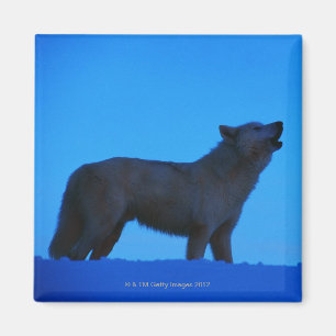 Imán Foto, lobo blanco que grita en la noche, color,