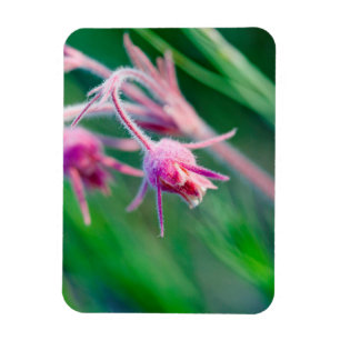 Imán Foto macro de flores de pradera en Montana
