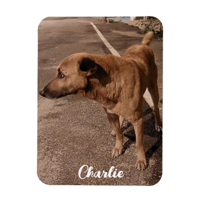 Imán Foto Mascota simple moderna (Vertical)