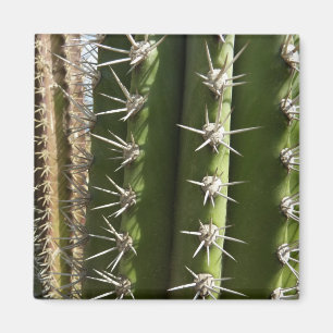 Imán Foto natural del desierto de Cactus II de Barrel