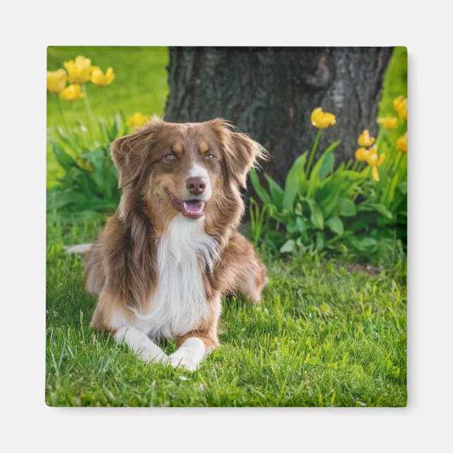 Imán Foto personalizada de perro pastor australiano mod (Frente)