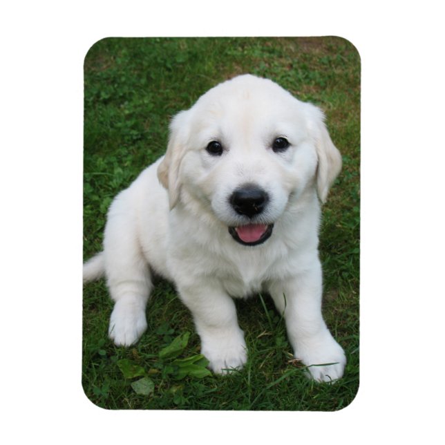 Imán Foto personalizada por personalizado Foto Mascota  (Vertical)