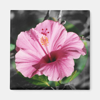 Imán Foto Rosa Hibiscus