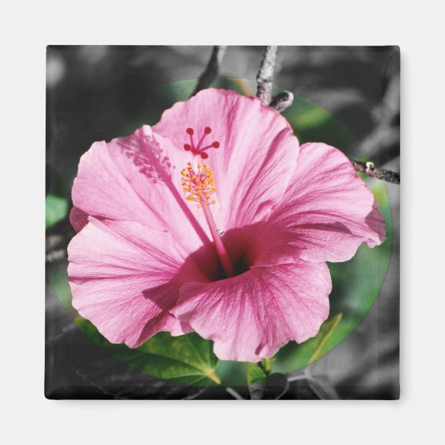 Imán Foto Rosa Hibiscus (Frente)